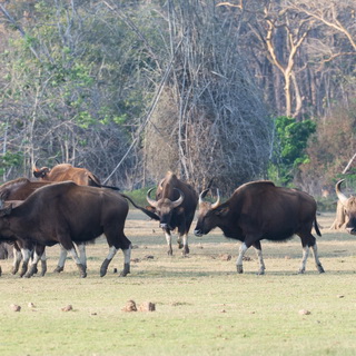 Kabini - Gaurs
